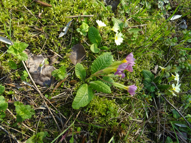 cultivar di P. vulgaris, Primula vulgaris e Primula veris